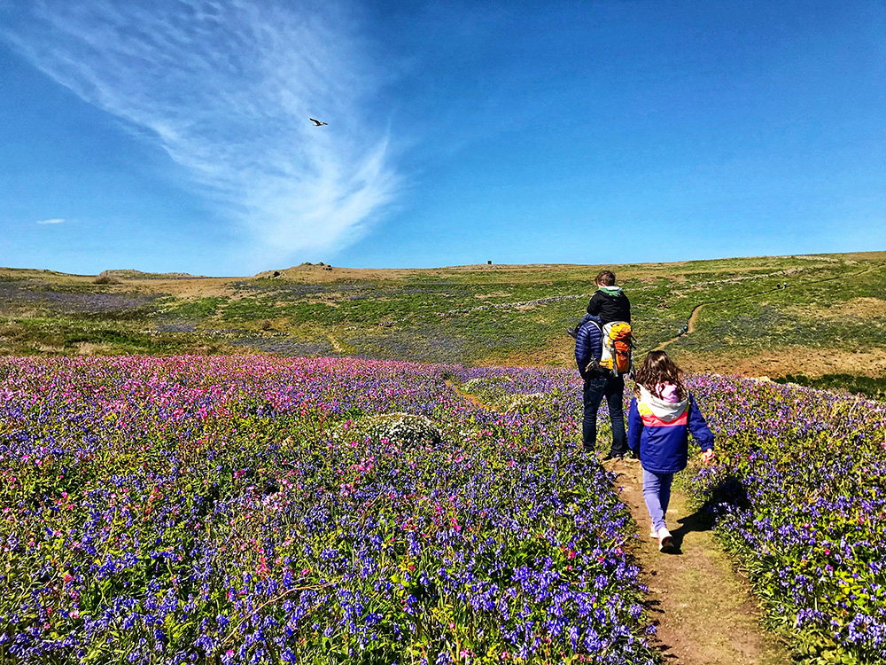 Skomer Island Family Taken 2019 v3